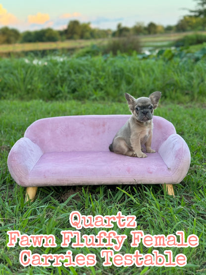 Quartz - Blue Fawn Fluffy Female