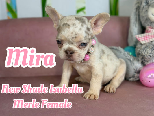 Mira - New Shade Isabella Merle
