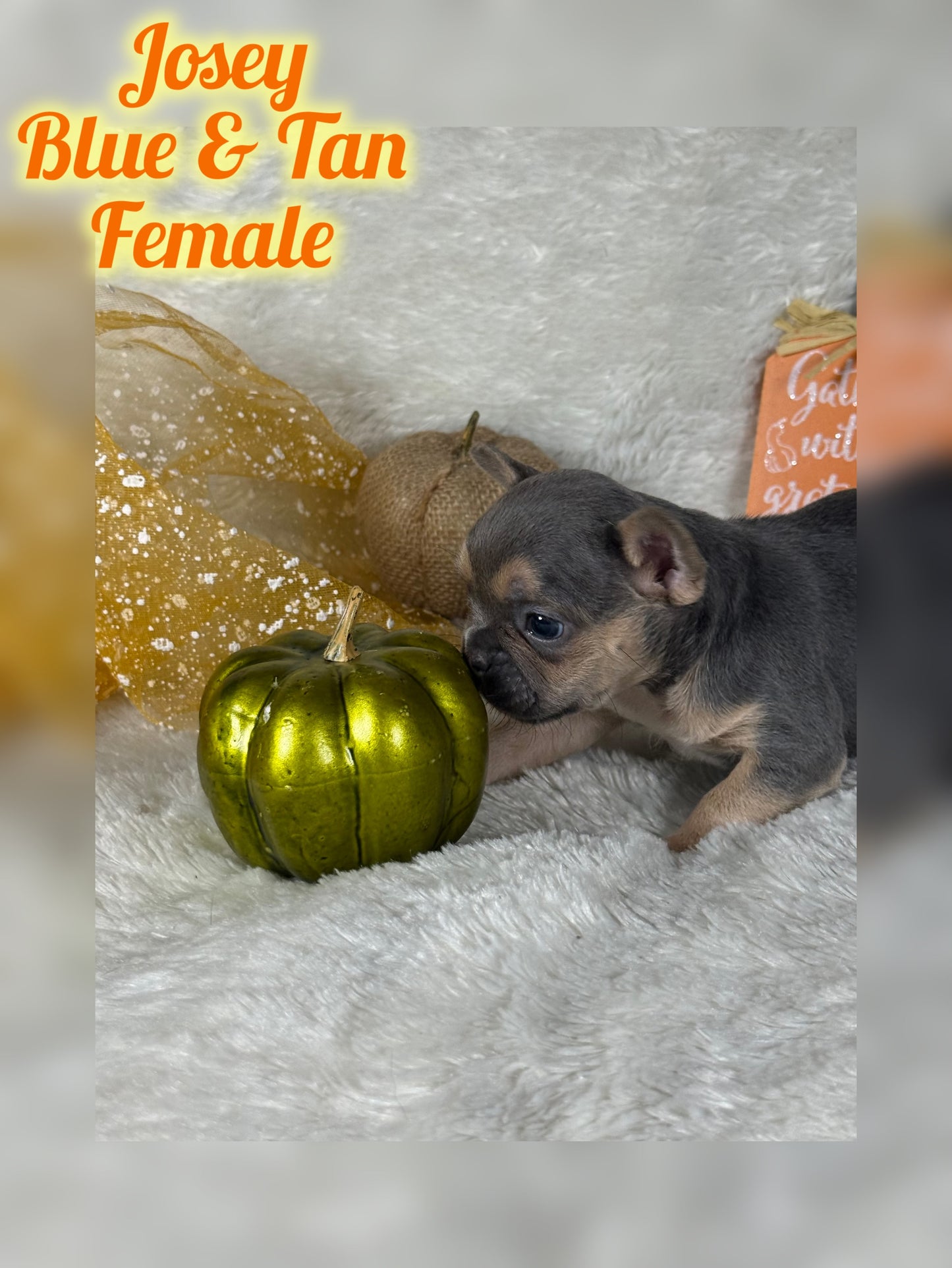 Josey - Blue & Tan - RESERVED