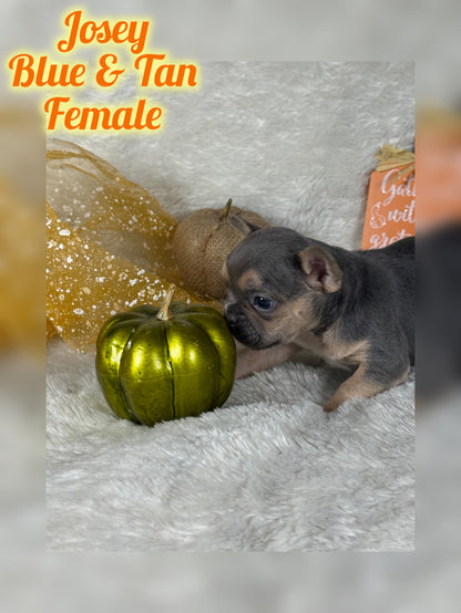 Josey - Blue & Tan - RESERVED