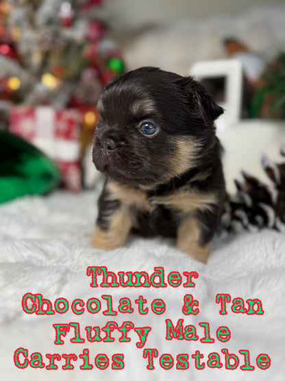 Thunder - Male Chocolate & Tan