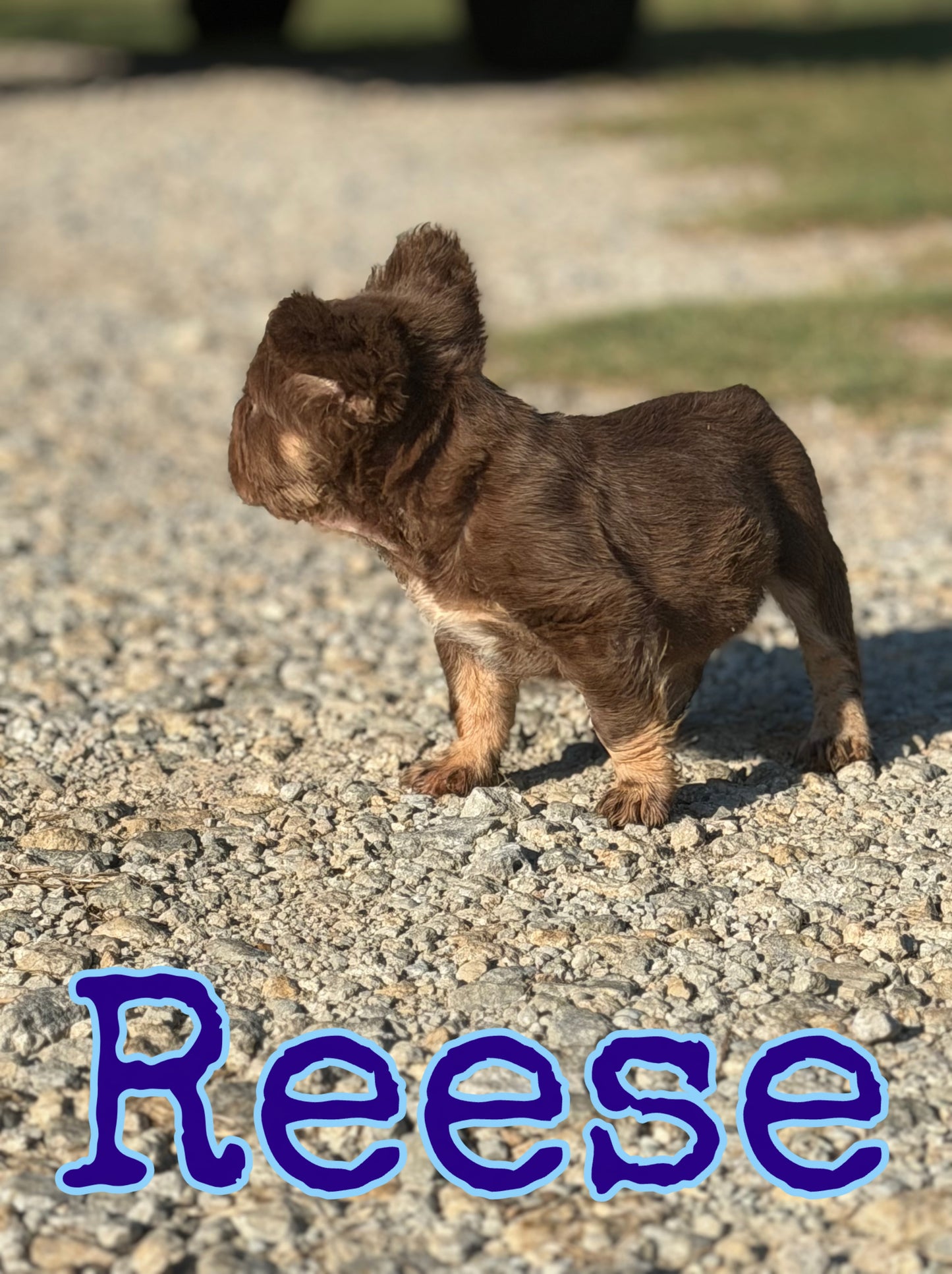 Reese