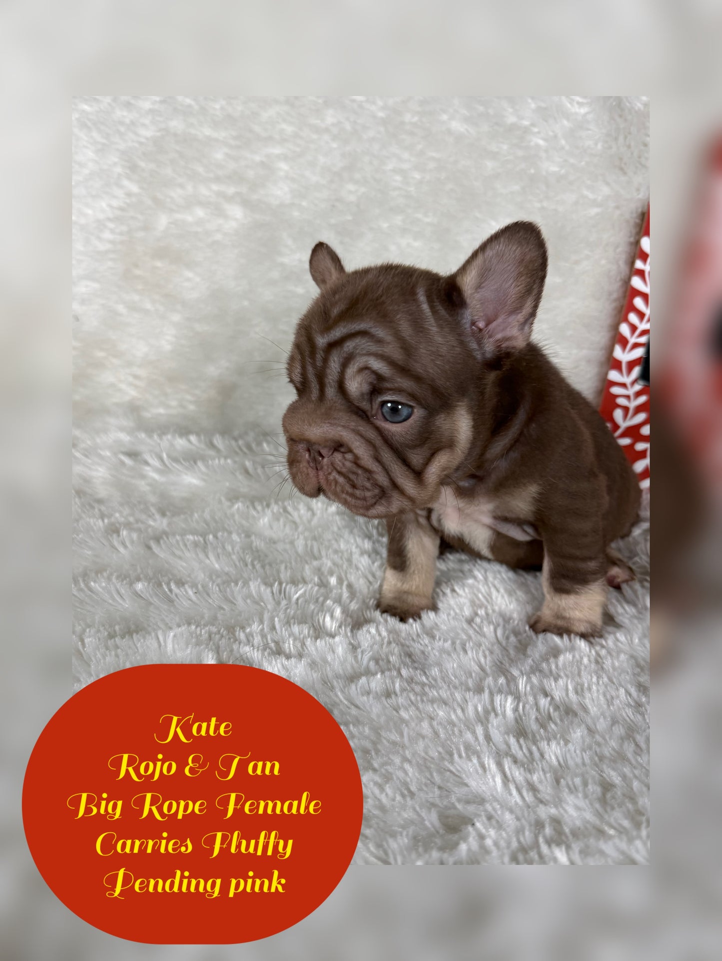 Kate - Rojo & Tan Big Rope Carries Fluffy Pending PINK