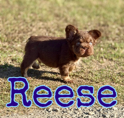 Reese