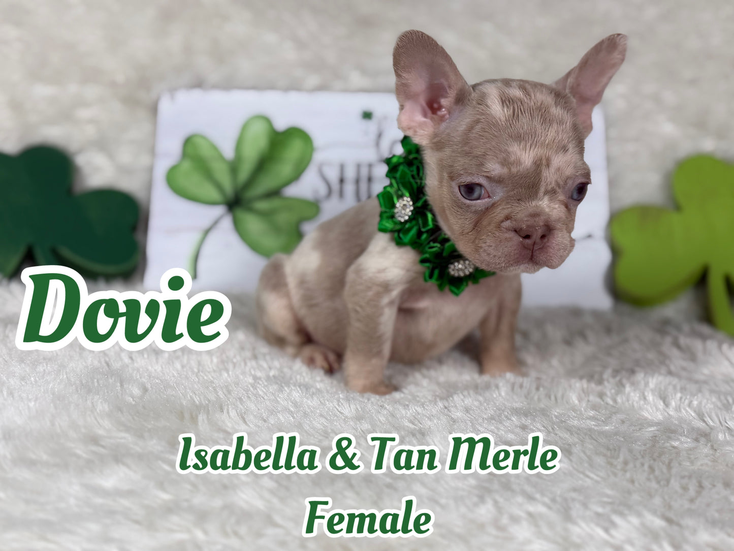 Dovie - Isabella & Tan Merle