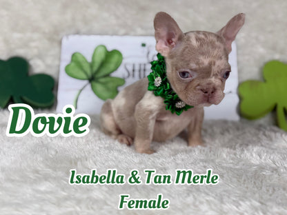Dovie - Isabella & Tan Merle