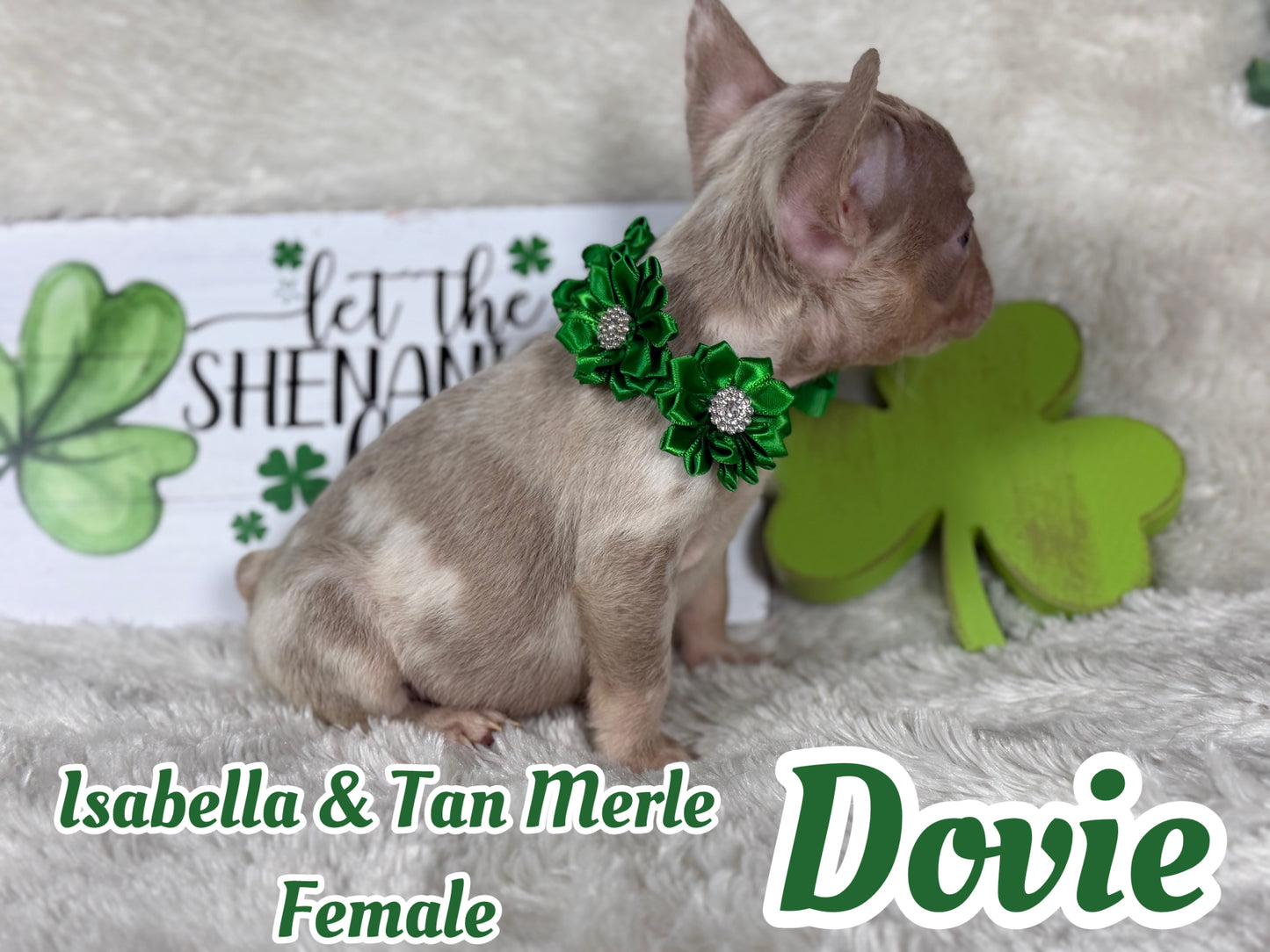 Dovie - Isabella & Tan Merle
