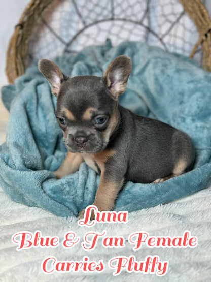 Luna - Feamle Blue & Tan Fluffy Carrier