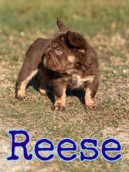 Reese