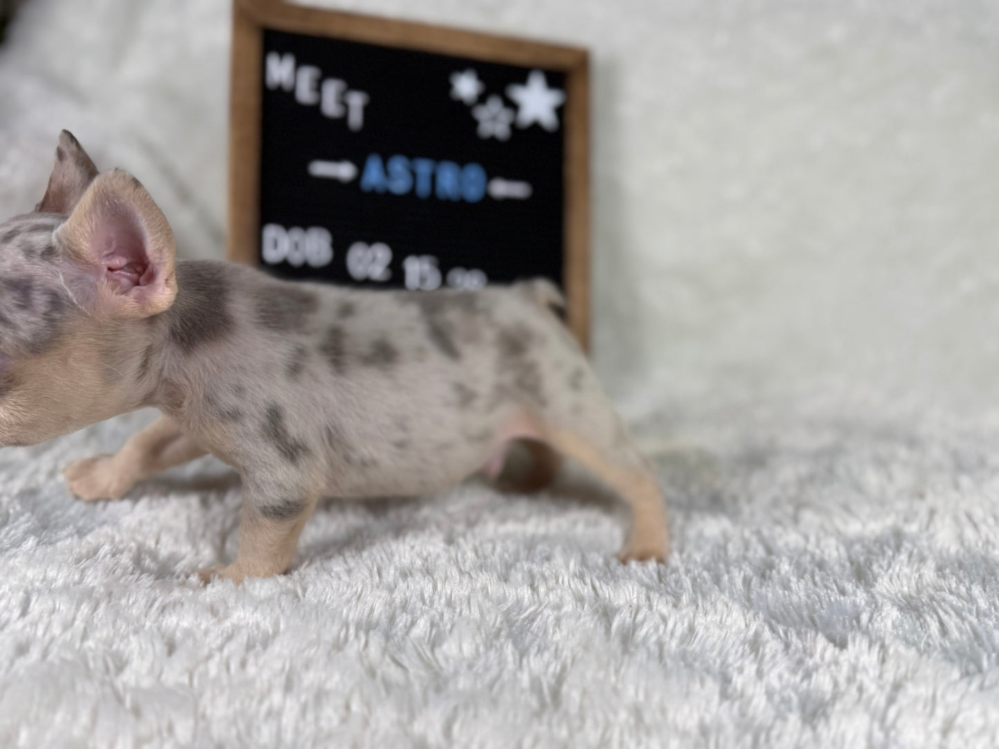 Astro - Lilac Merle Male