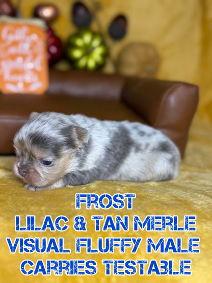 Frost - Male Lilac & Tan Merle