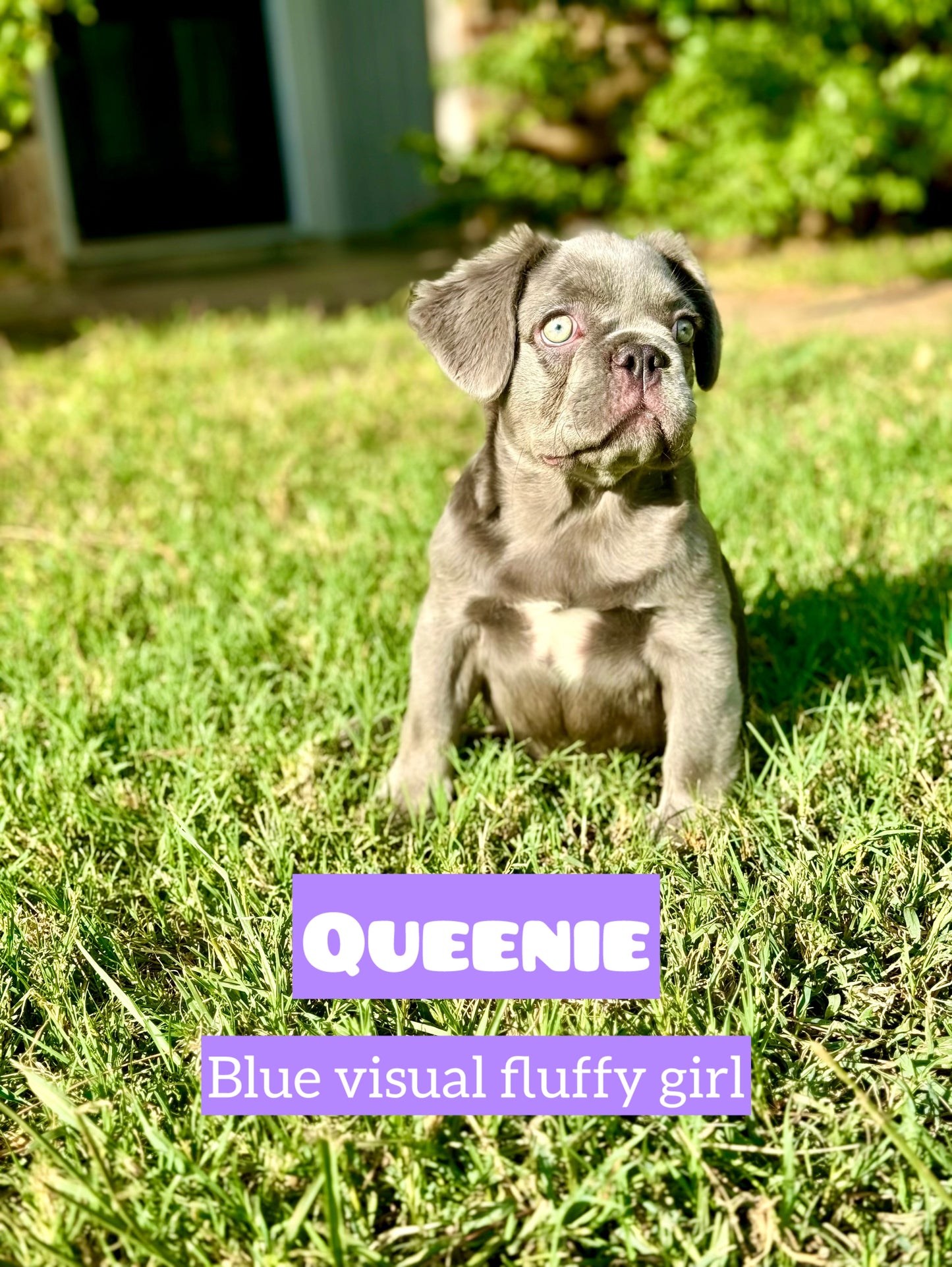 Queenie - Blue Visual Fluffy Female