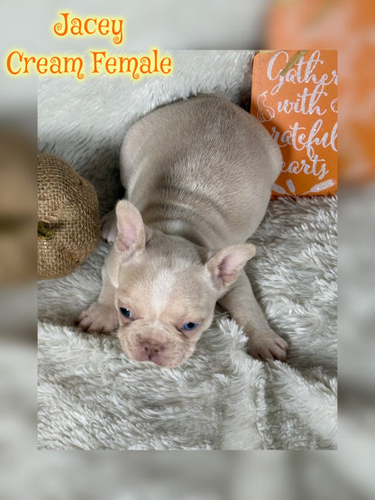 Jacey - Cream 1 BLUE eye