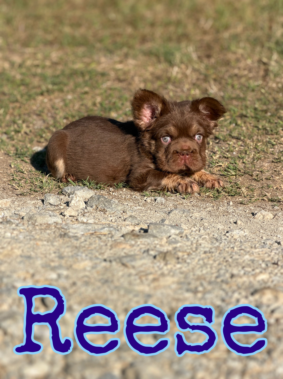 Reese