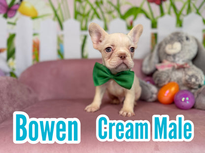 Bowen - Cream