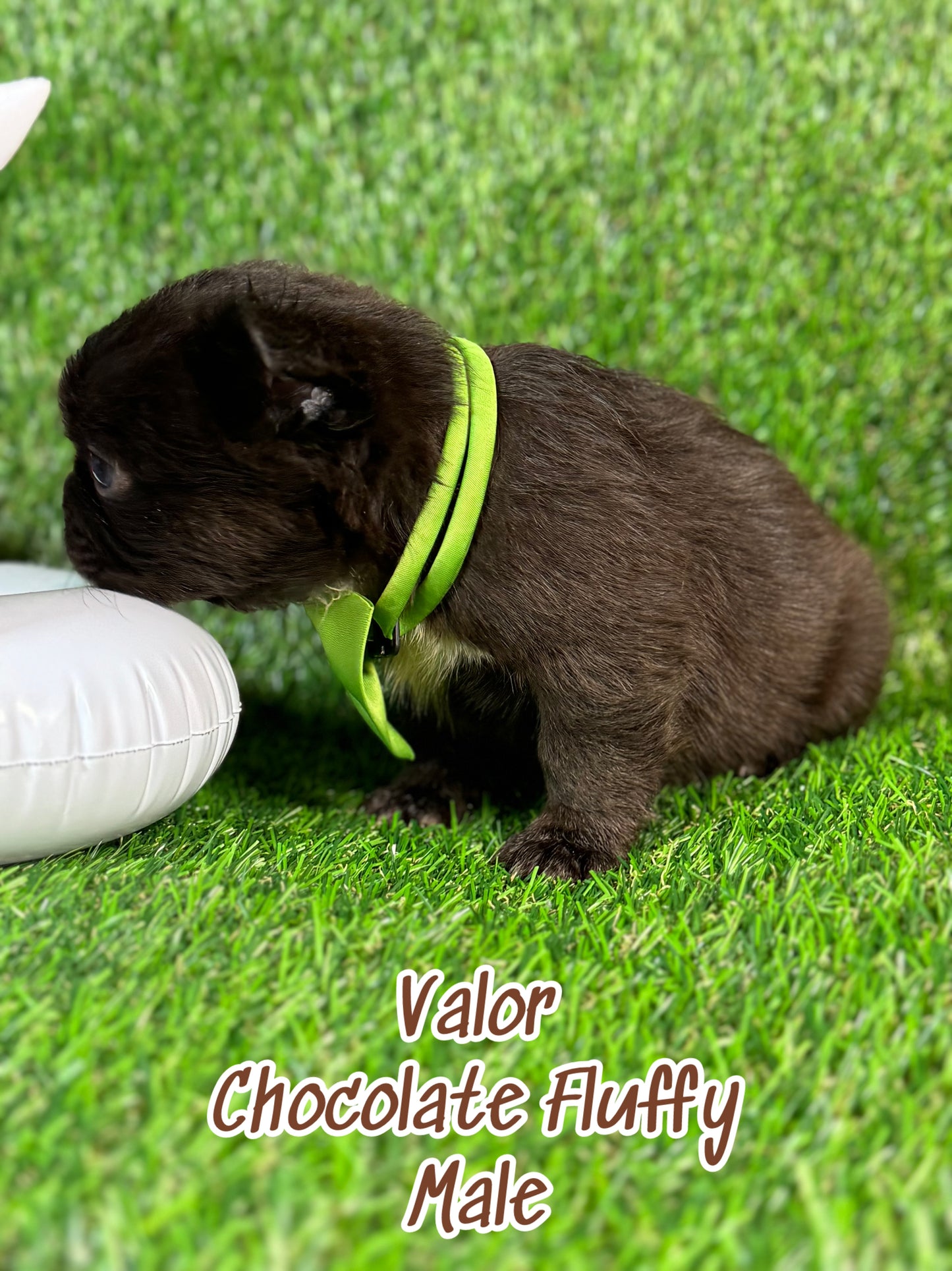 Valor - Male Chocolate Fluffy