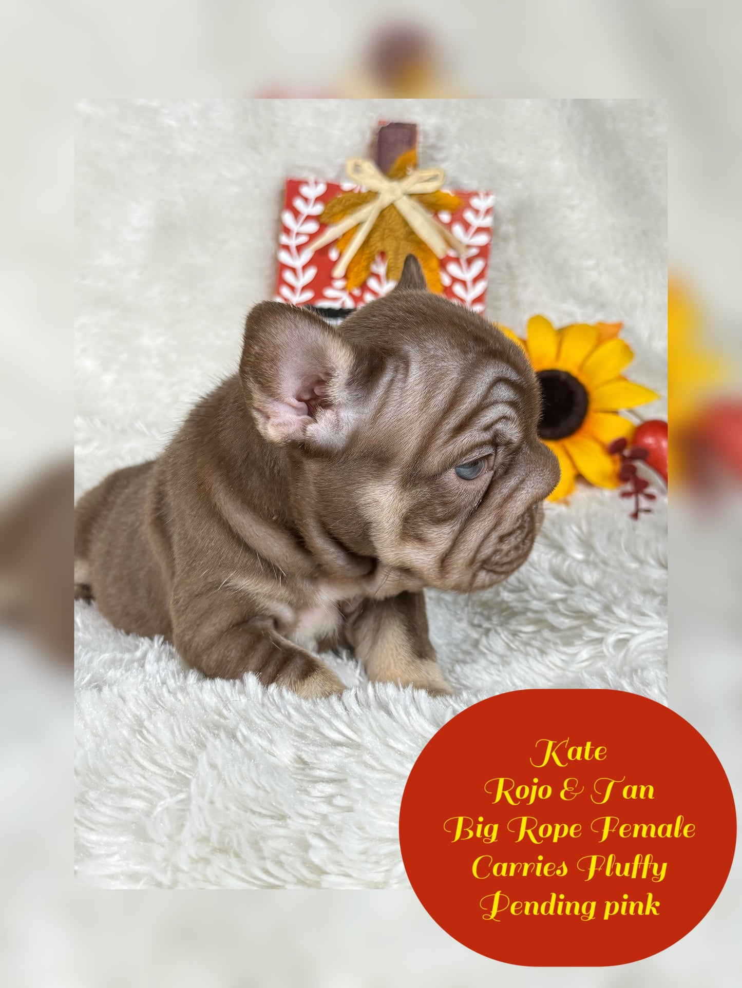 Kate - Rojo & Tan Big Rope Carries Fluffy Pending PINK