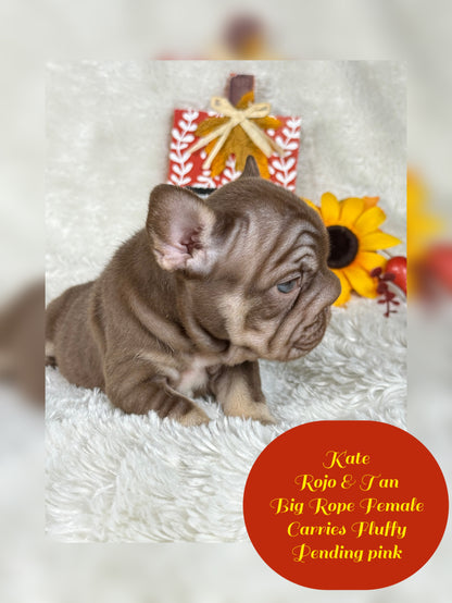 Kate - Rojo & Tan Big Rope Carries Fluffy Pending PINK