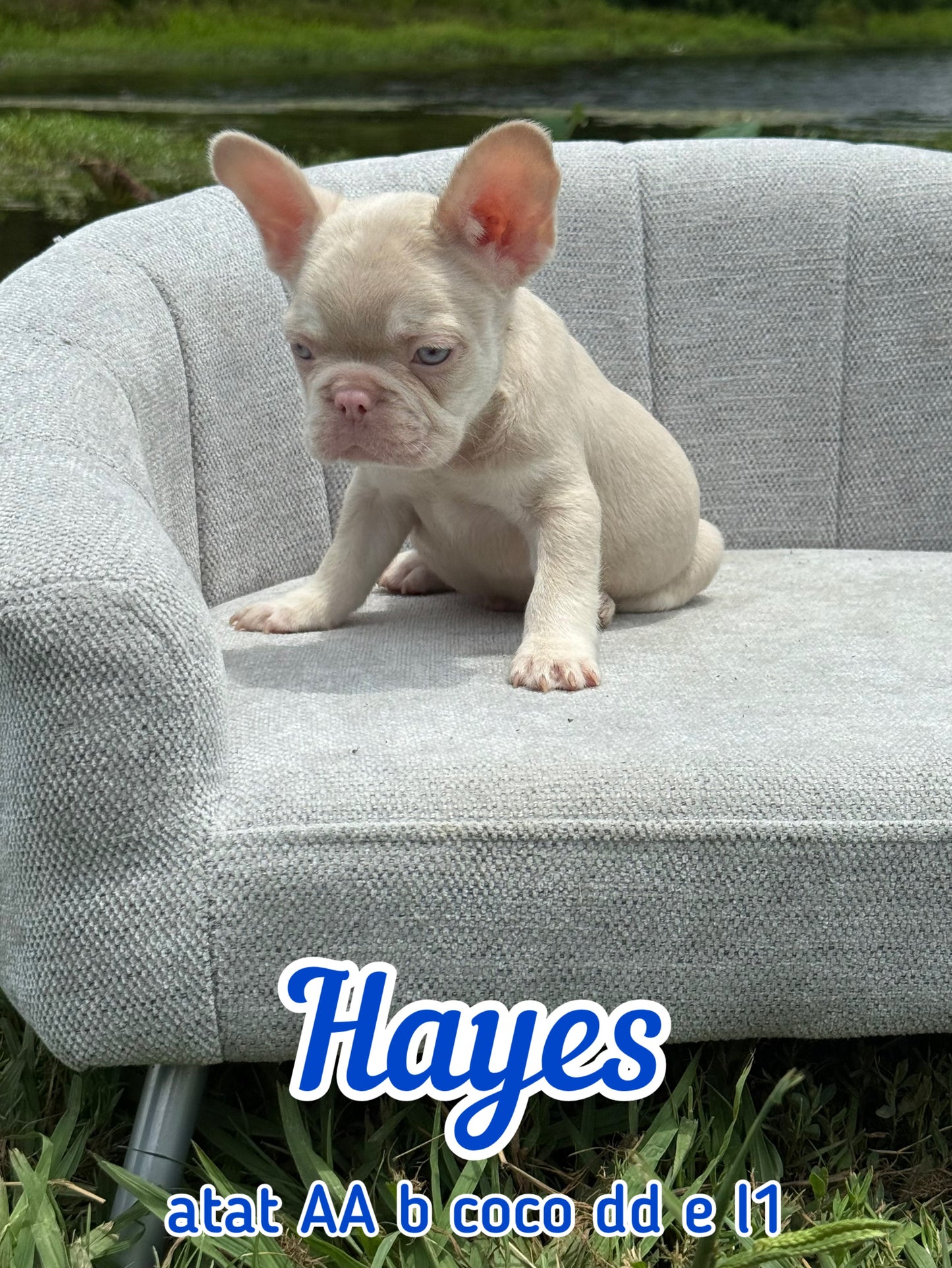 Hayes - Male Caramel & Tan Big Rope