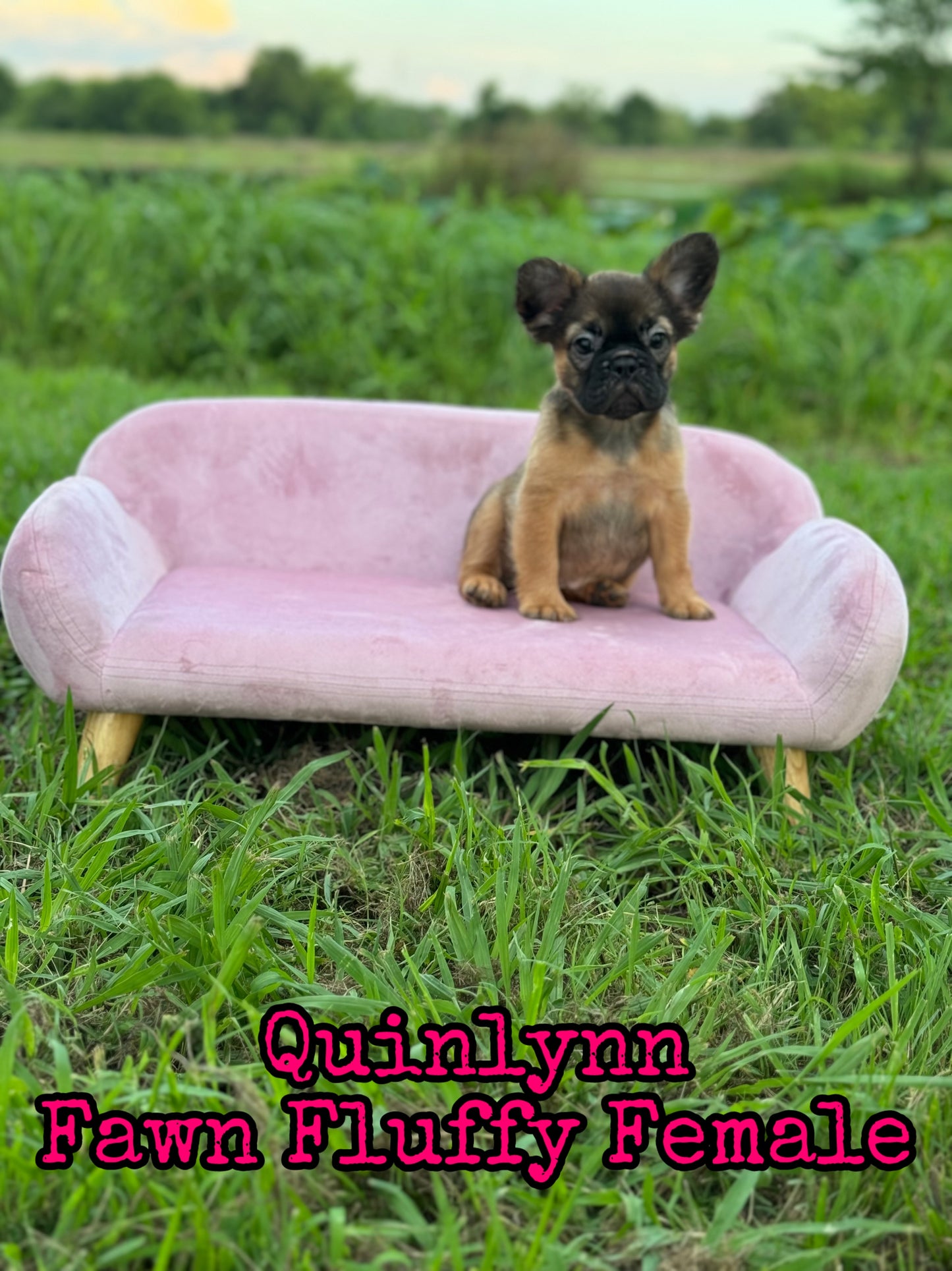 Quinlynn - Fawn Fluffy Female