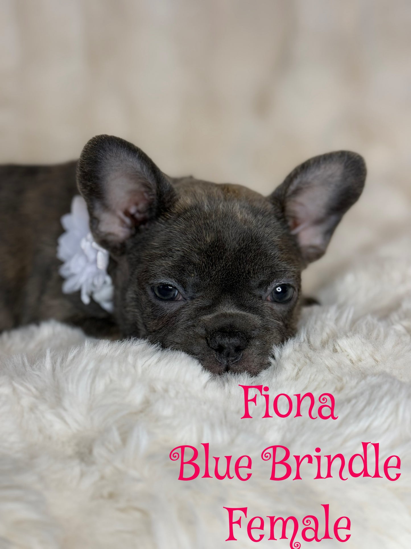 Fiona - Female Blue Brindle