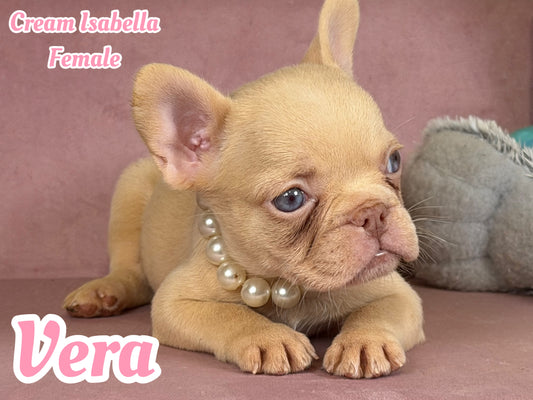 Vera - Isabella Cream