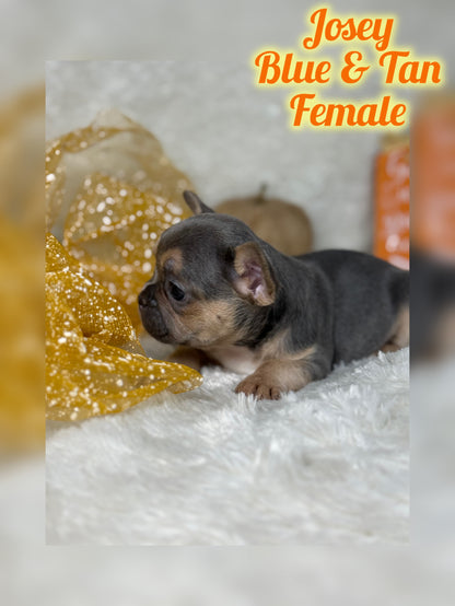 Josey - Blue & Tan - RESERVED