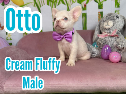 Otto - Cream Fluffy