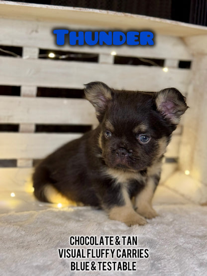 Thunder - Male Chocolate & Tan