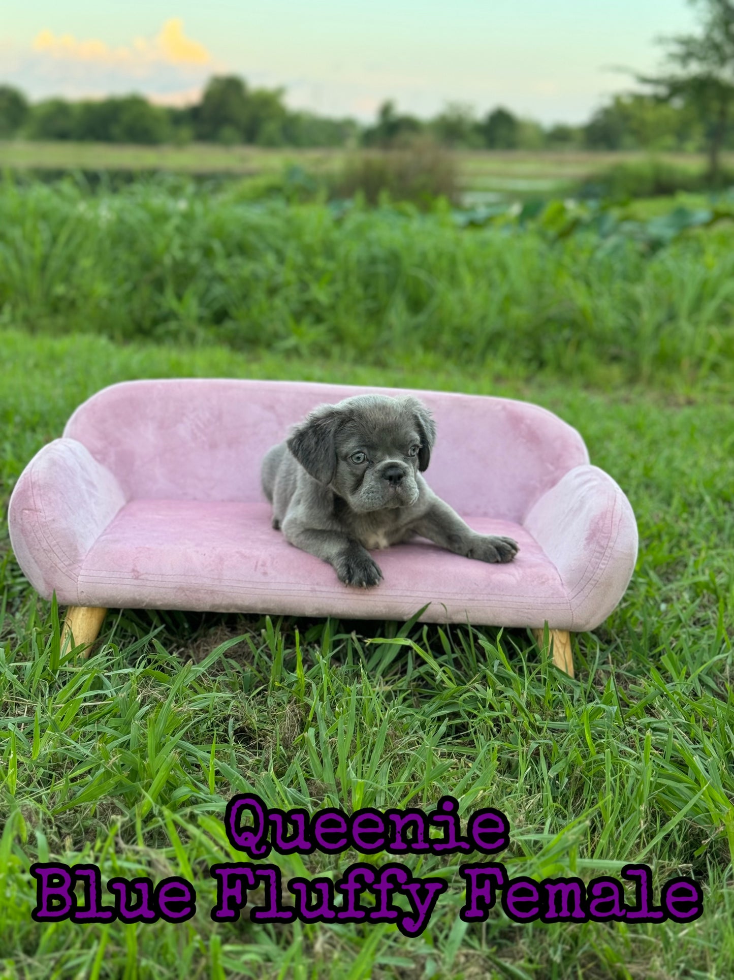 Queenie - Blue Visual Fluffy Female