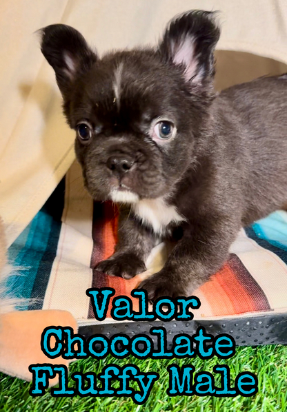 Valor - Male Chocolate Fluffy