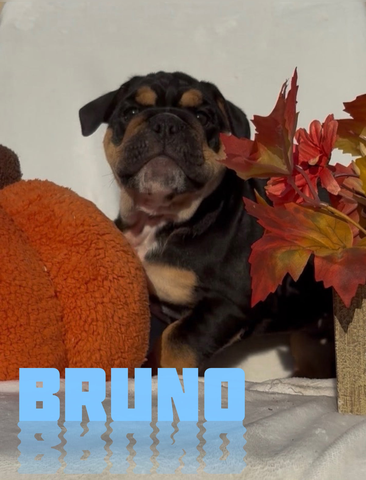 Bruno - English Bulldog