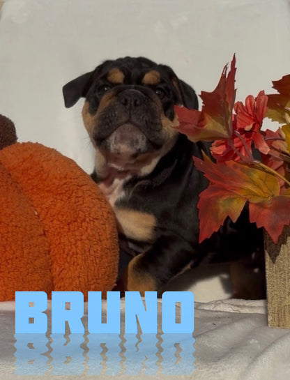 Bruno - English Bulldog