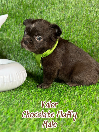 Valor - Male Chocolate Fluffy