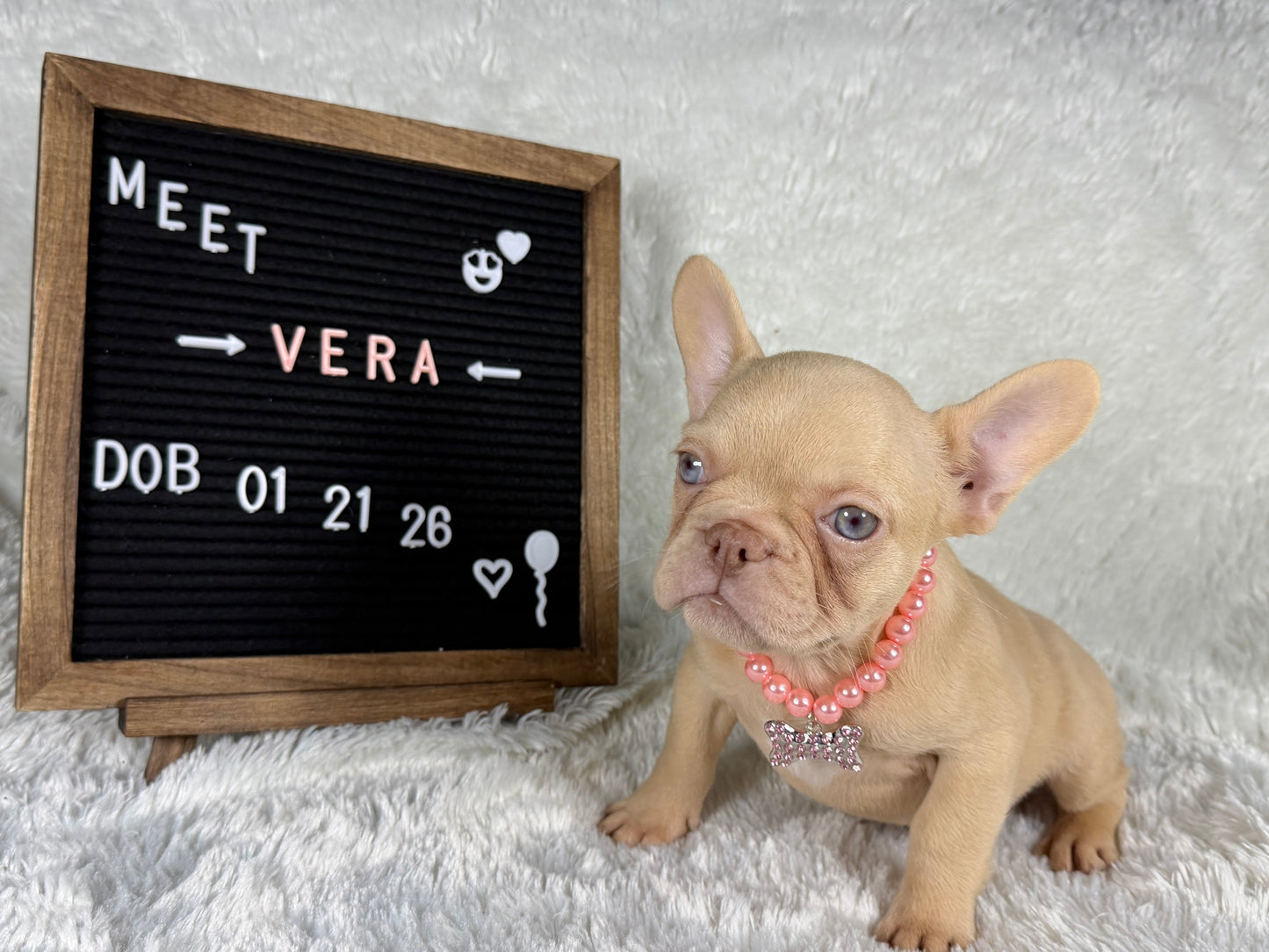 Vera - Isabella Cream