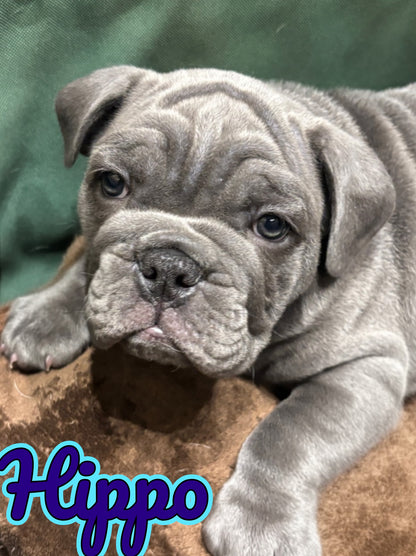 Hippo - English Bulldog