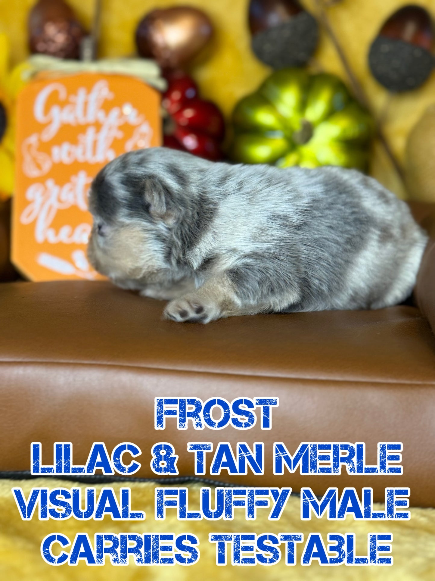 Frost - Male Lilac & Tan Merle