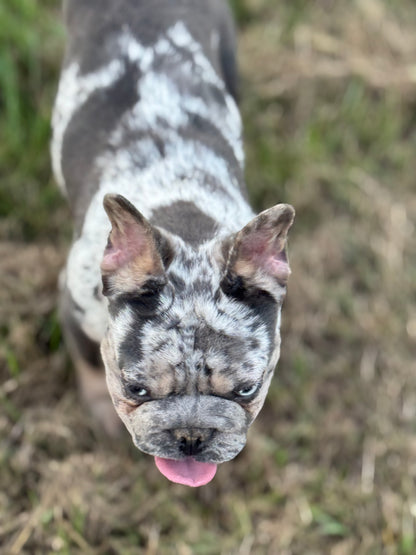 Pockets - Micro Merle Big Rope - Carries Pink & Fluffy 13 Pounds - EARLY INTRO $750