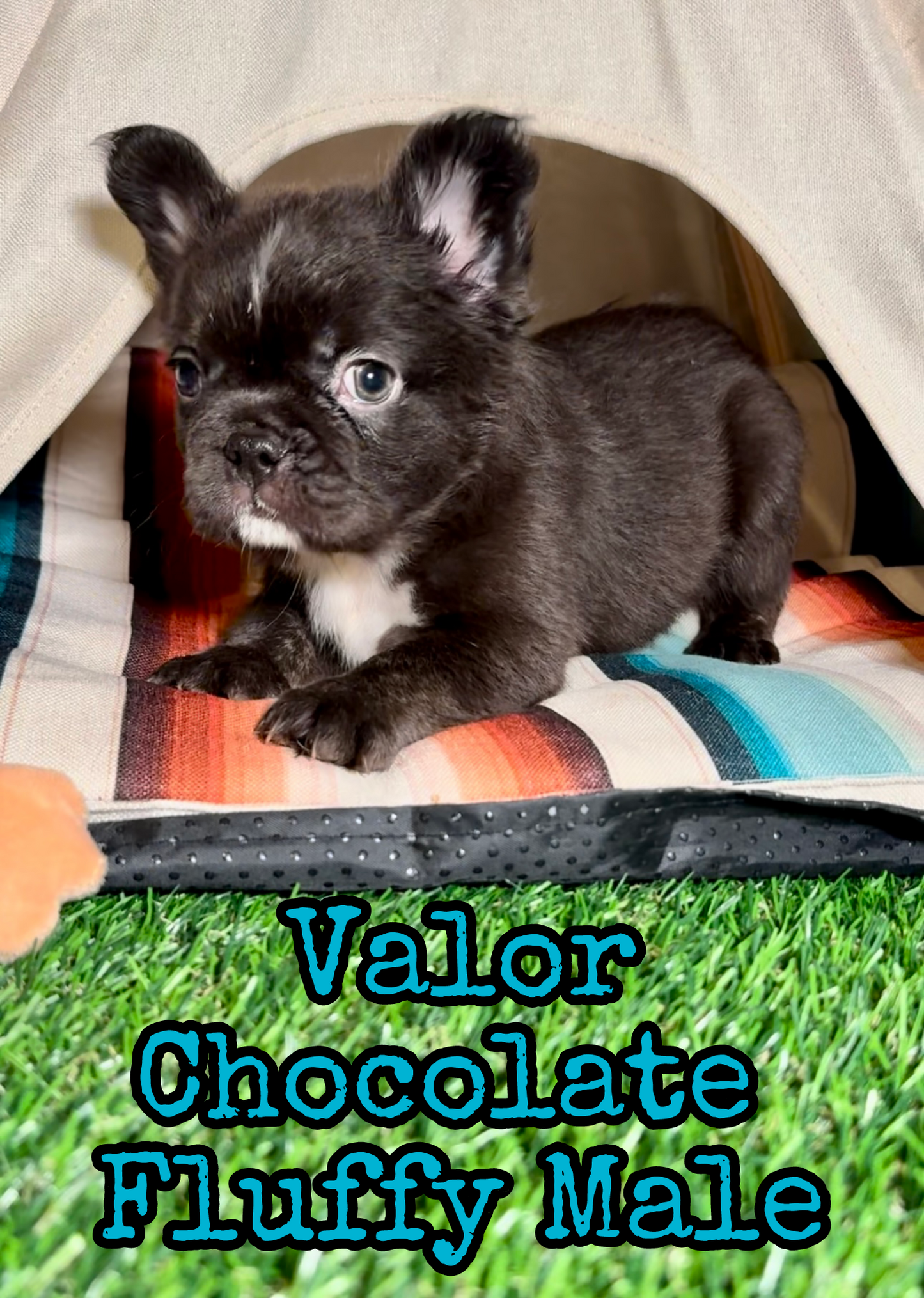 Valor - Male Chocolate Fluffy