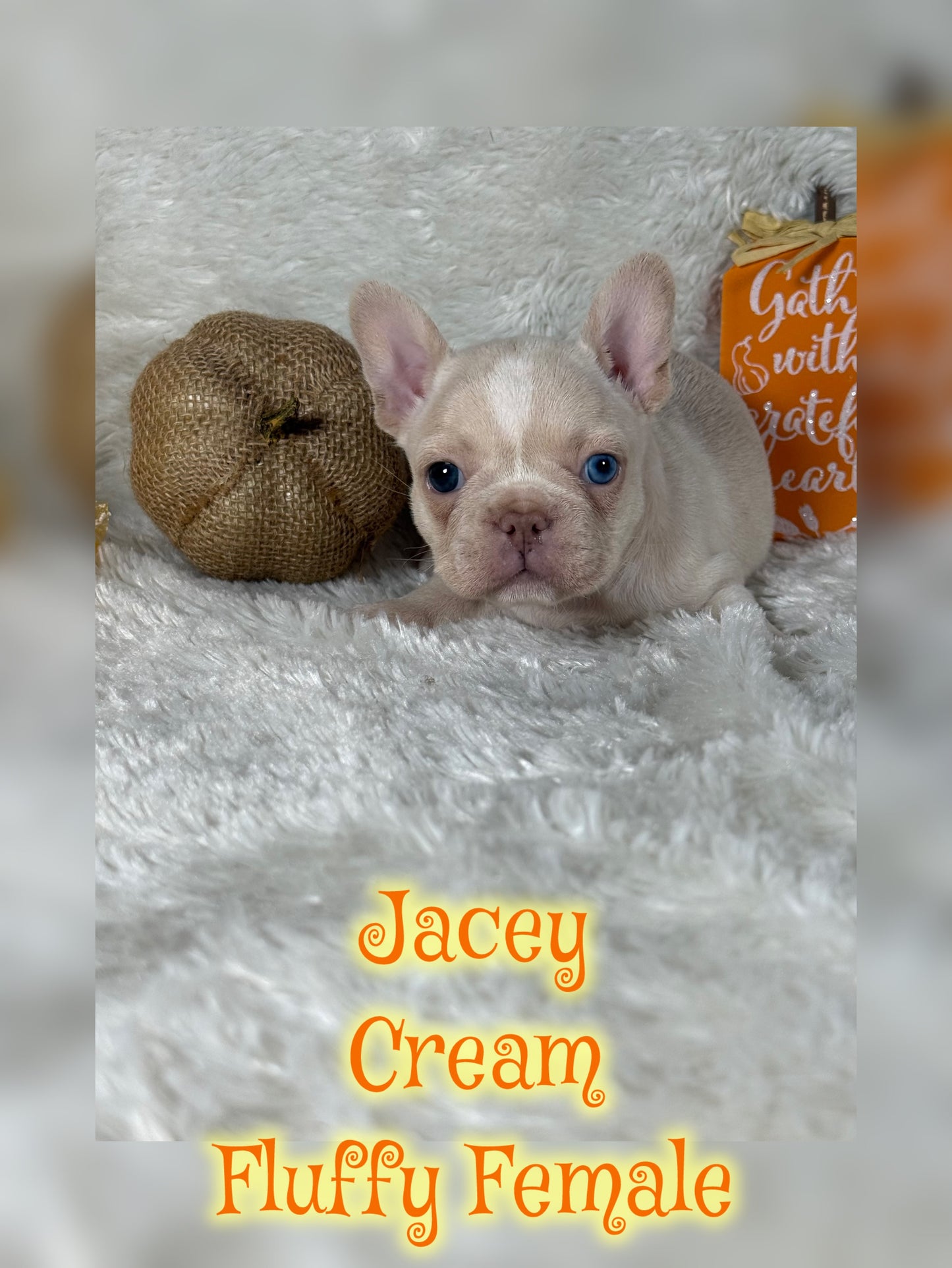 Jacey - Cream 1 BLUE eye