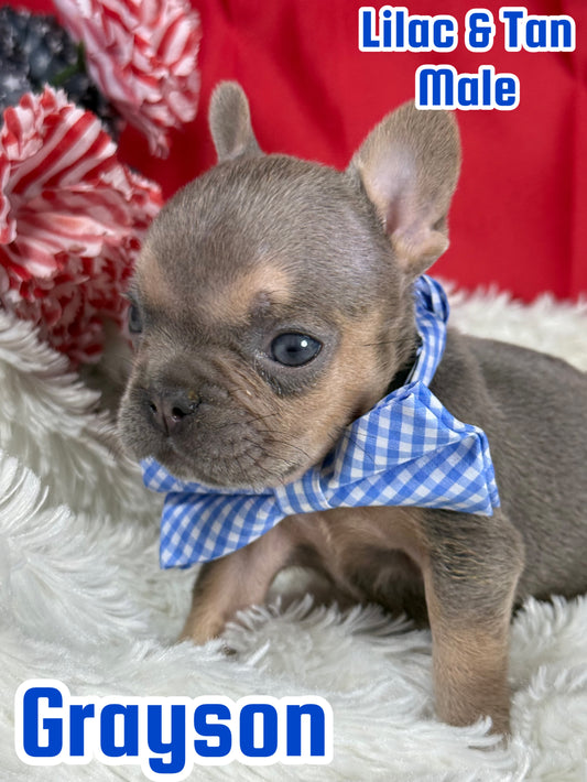 Grayson - Male Lilac & Tan