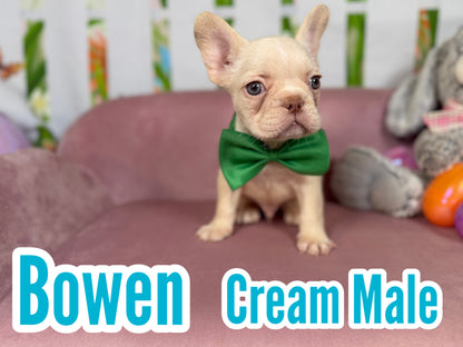 Bowen - Cream