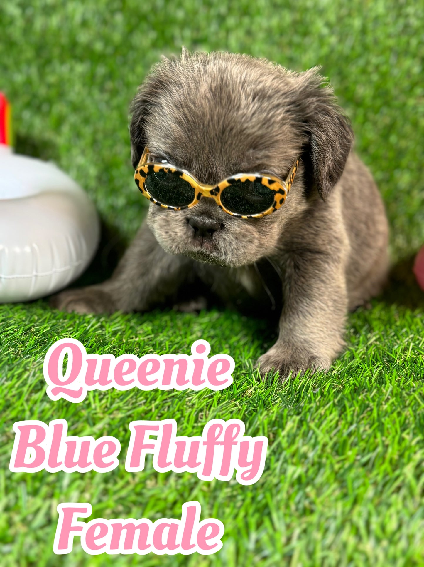 Queenie - Blue Visual Fluffy Female