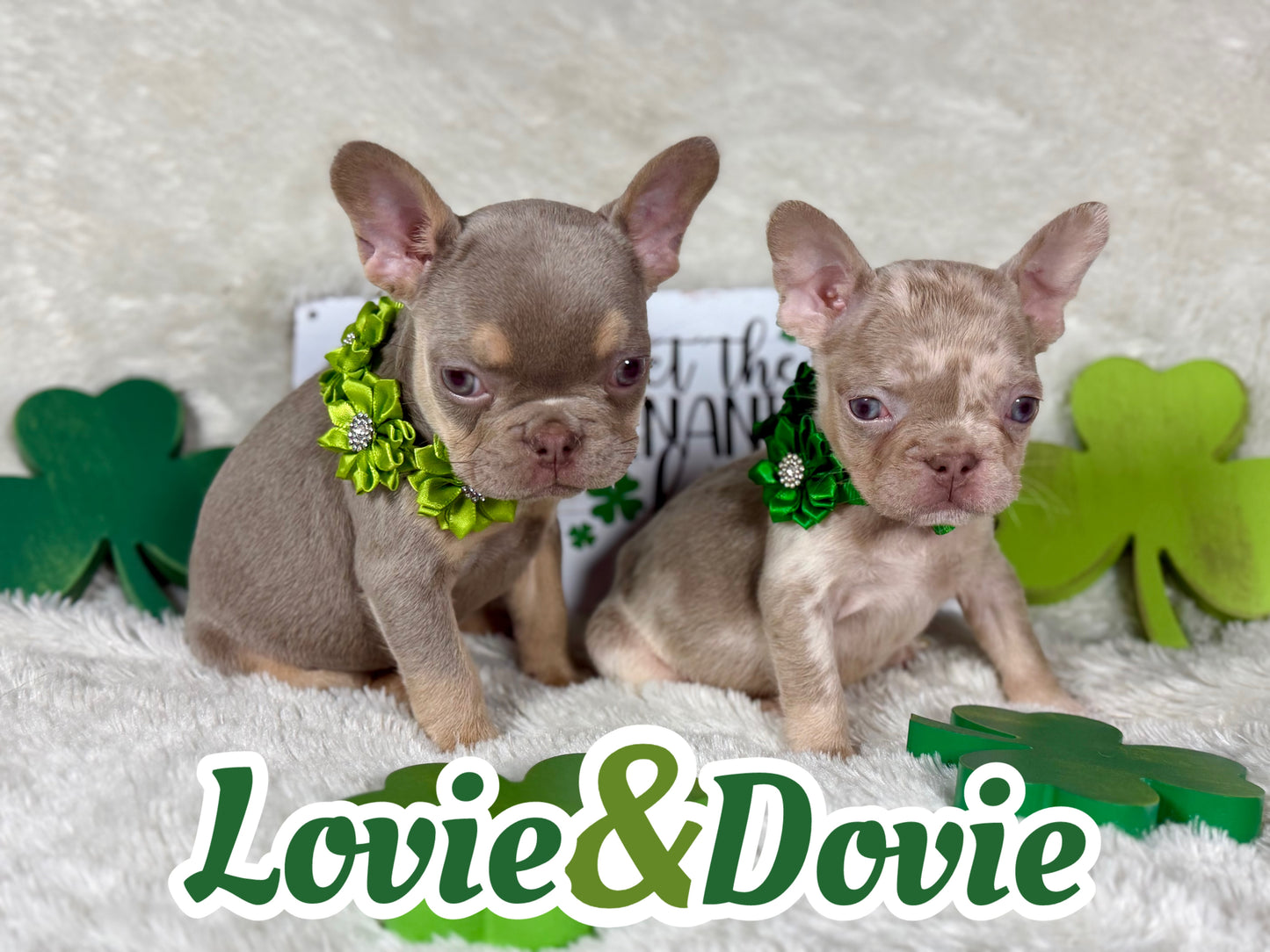 Dovie - Isabella & Tan Merle