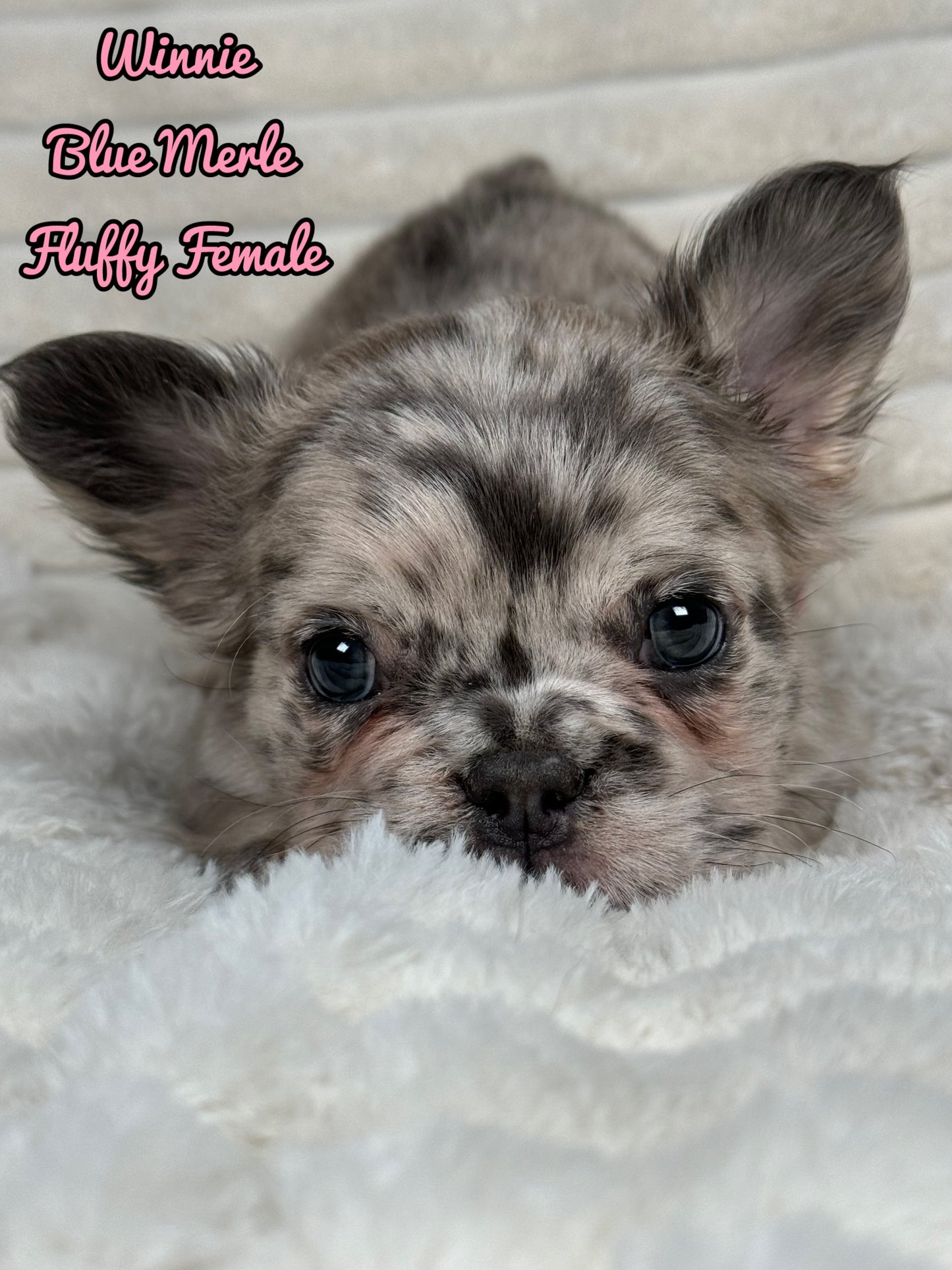 Winnie - Female Blue Merle Fluffy