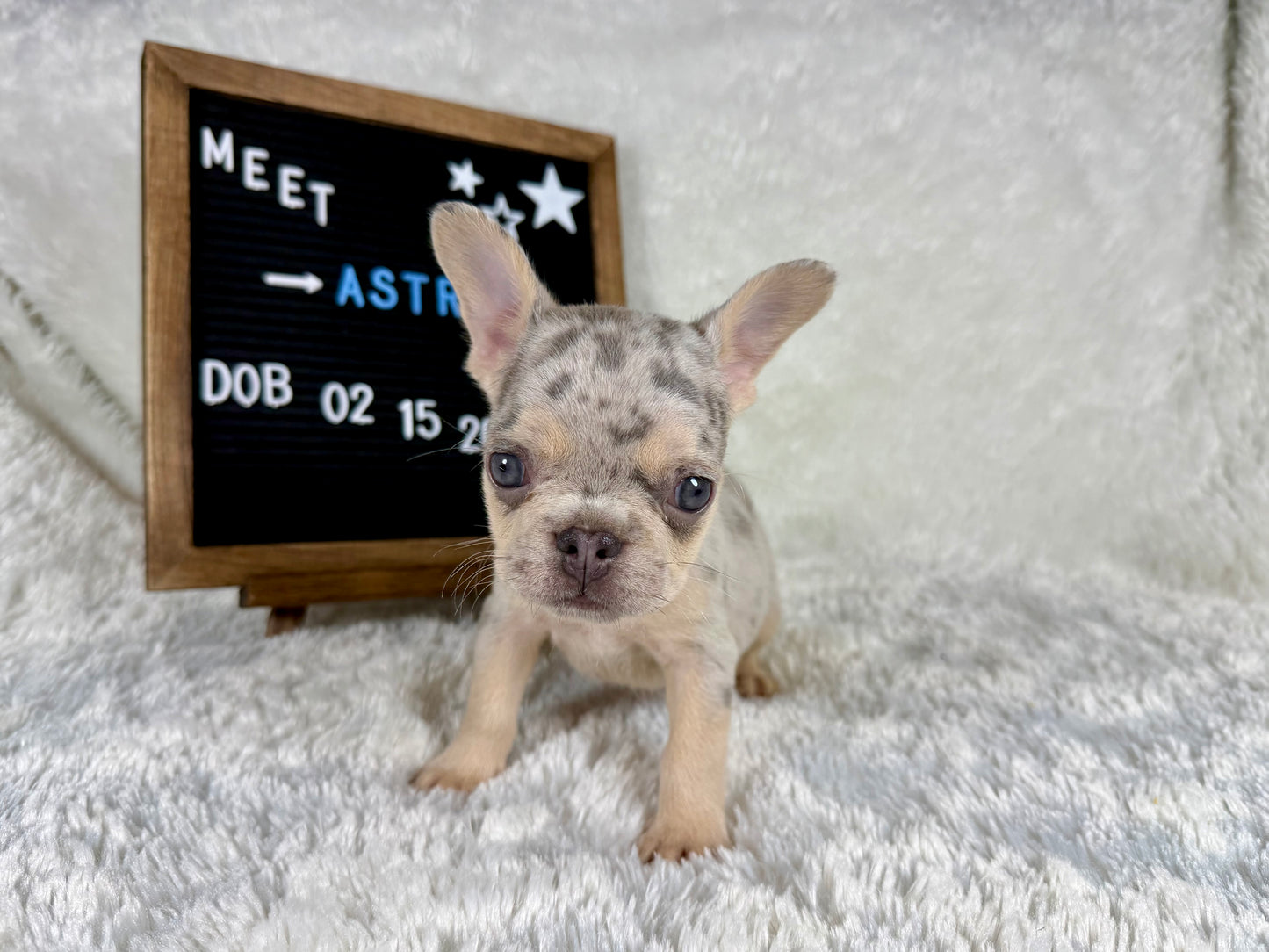 Astro - Lilac Merle Male
