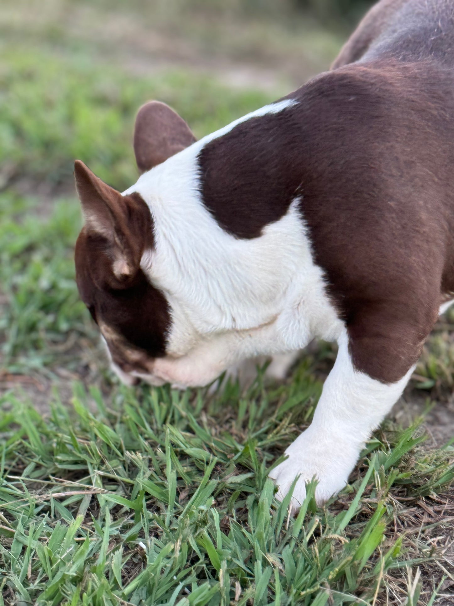 Banks - Rojo & Tan Irish Pied Carries Fluffy INTRO Special