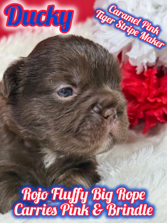 Ducky - Male Rojo Big Rope Fluffy