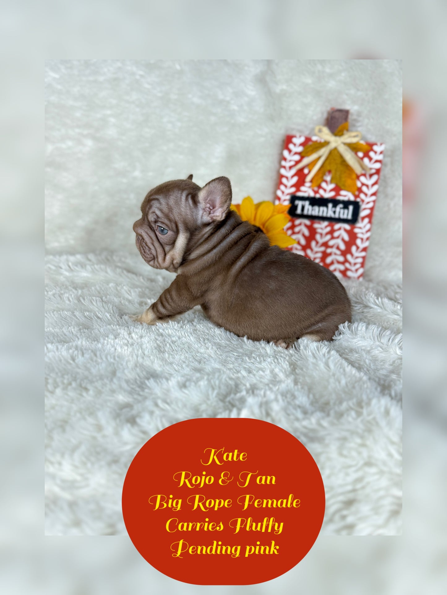 Kate - Rojo & Tan Big Rope Carries Fluffy Pending PINK