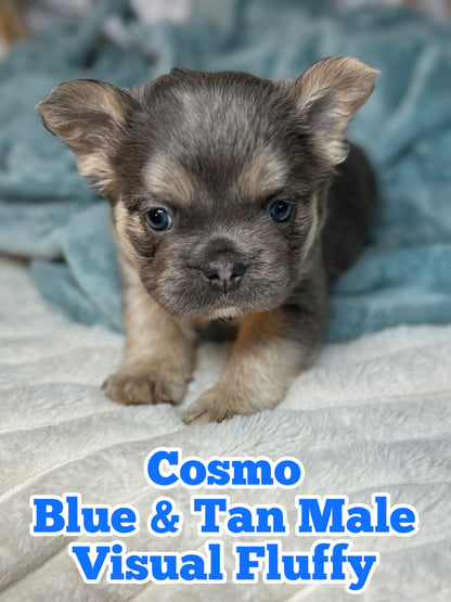 Cosmo - Male Blue & Tan Visual Fluffy - Reserved